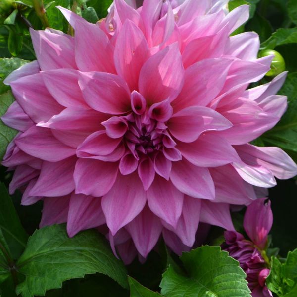 Dahlia 'café Au Lait Rosé' 