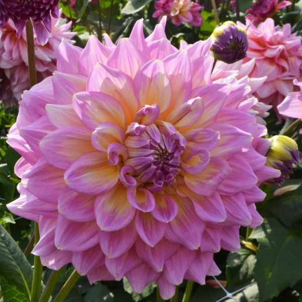 Dahlia 'Strawberry Ice' | White Flower Farm