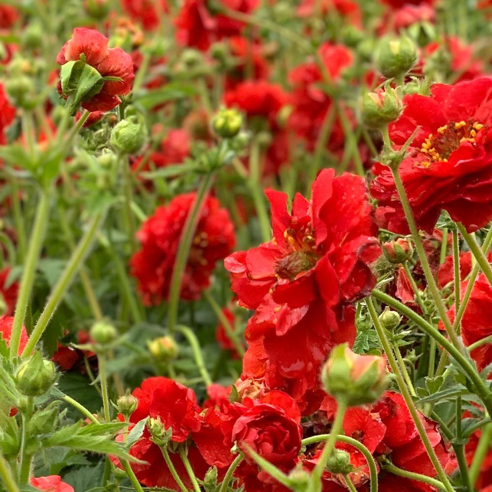 Geum Chiloense Red Dragon White Flower Farm 9763