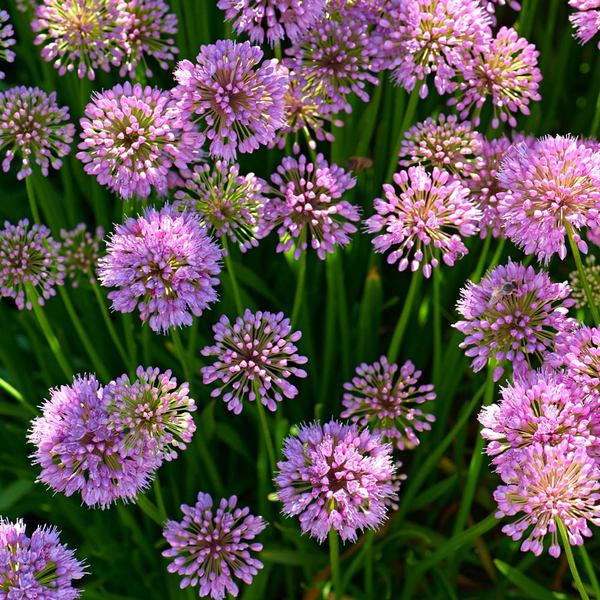 Allium 'Millenium' | White Flower Farm