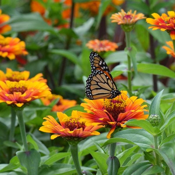 Zinnia 'Zowie! Yellow Flame' | White Flower Farm