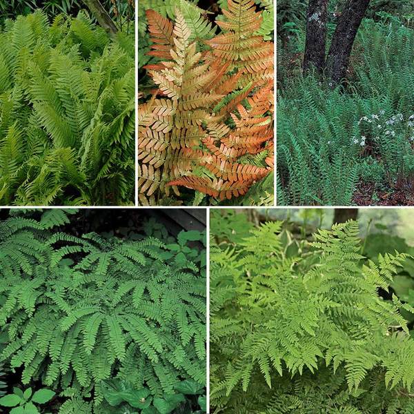 Native Fern Sampler of 6 Different Varieties | White Flower Farm