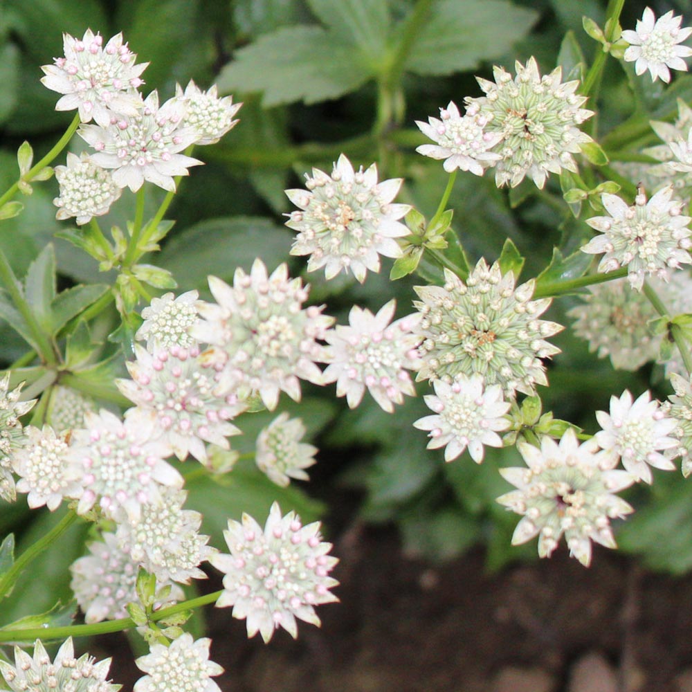 Astrantia Major 'Star Of Billions'