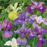  Siberian Iris Breeder's Cup Mix