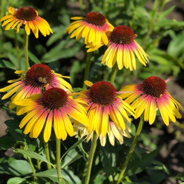 Echinacea purpurea Butterfly™ Yellow Rainbow Marcella | White Flower Farm