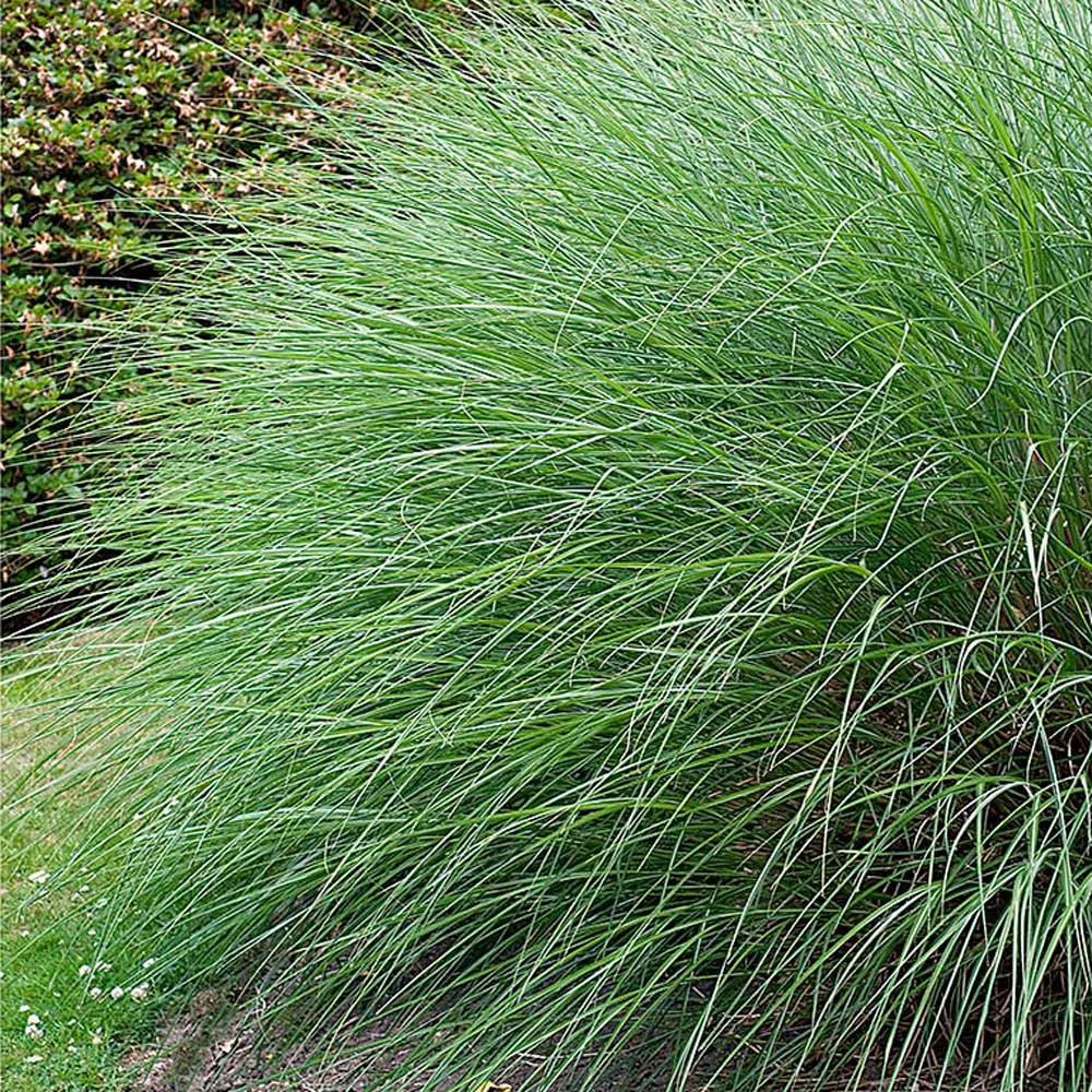 Ornamental Grass Miscanthus Sinensis Gracillimus White Flower Farm