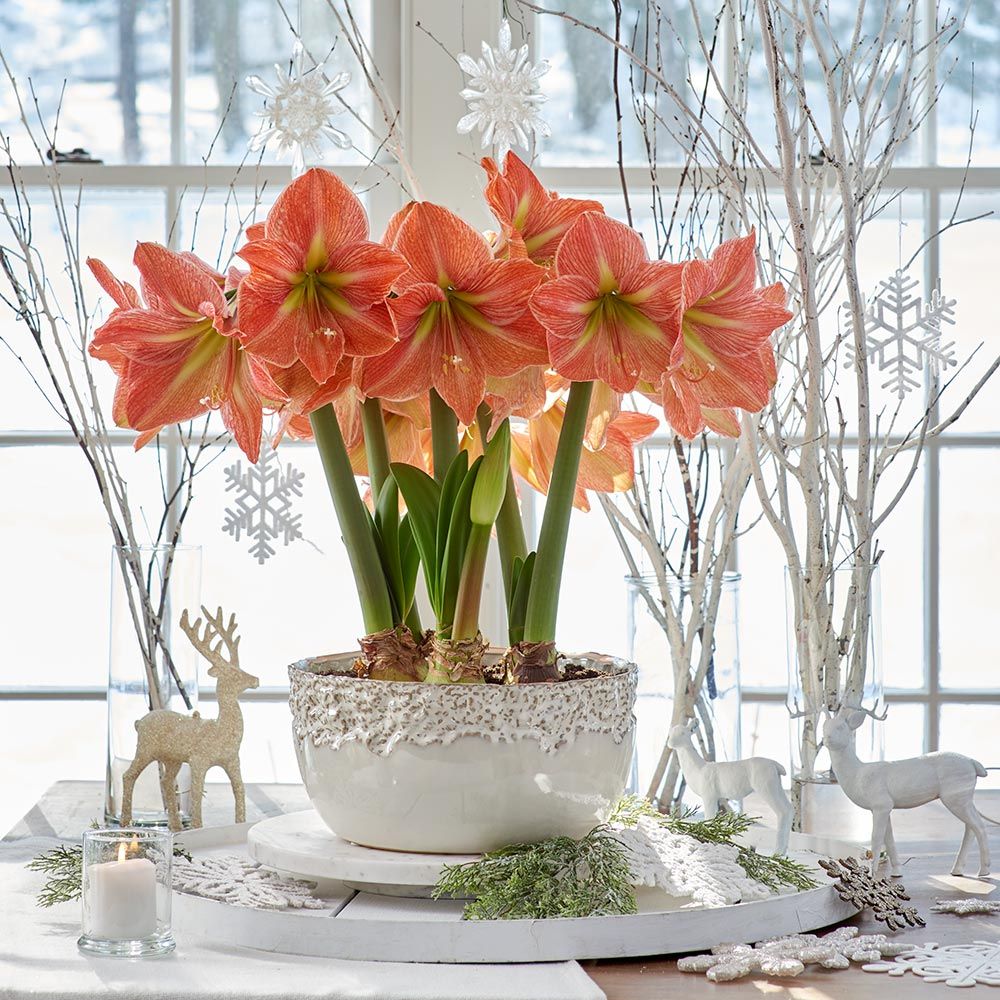 Peach Amaryllis | White Flower Farm