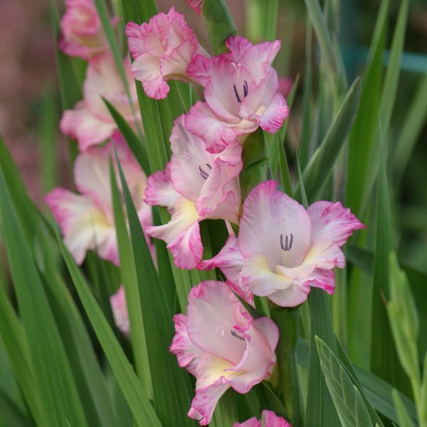 Gladiolus 'Priscilla' | White Flower Farm