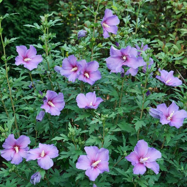 Hibiscus Paraplu Violet® | White Flower Farm