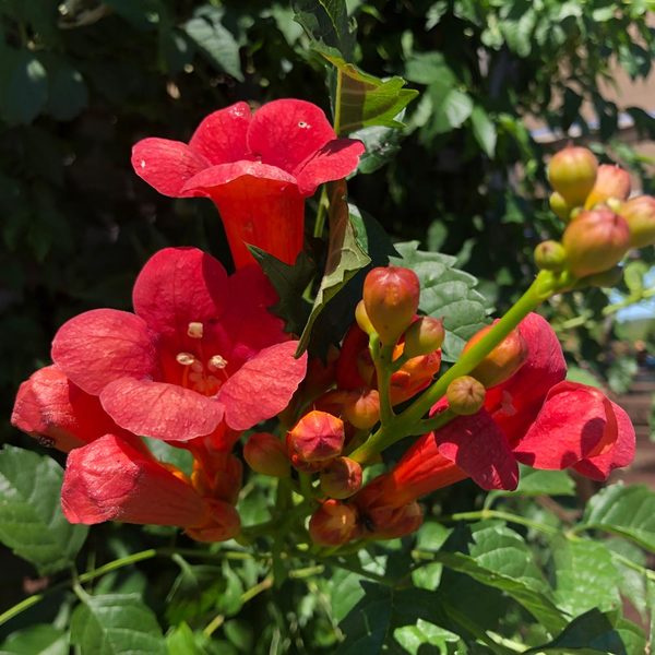 Campsis Summer Jazz™ Fire | White Flower Farm