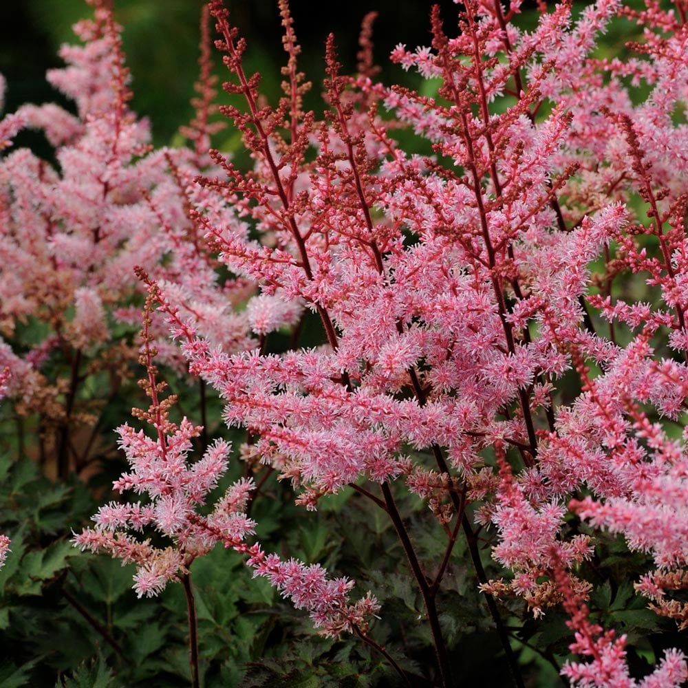 Astilbe 'Delft Lace' | White Flower Farm