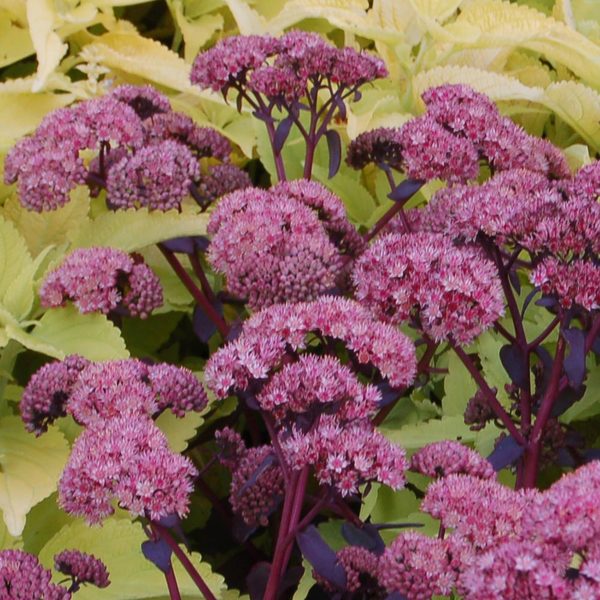 Sedum telephium 'Purple Emperor' | White Flower Farm