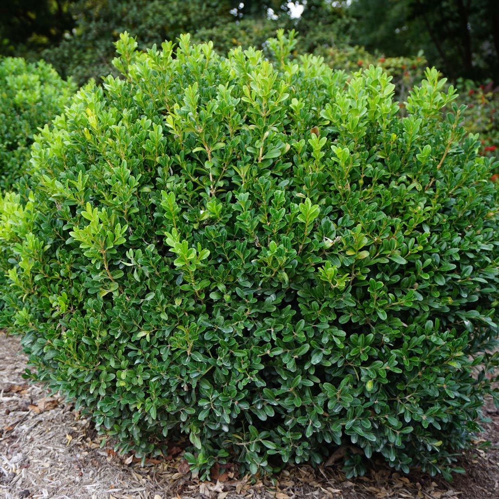 Buxus NewGen Independence® | White Flower Farm