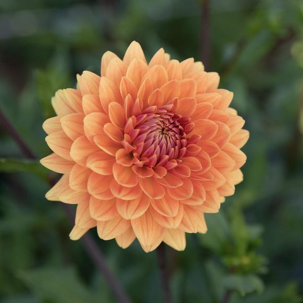 Dahlia 'Renato Tosio' | White Flower Farm