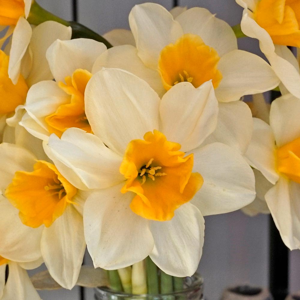 Narcissus 'Tangerine Beauty' | White Flower Farm