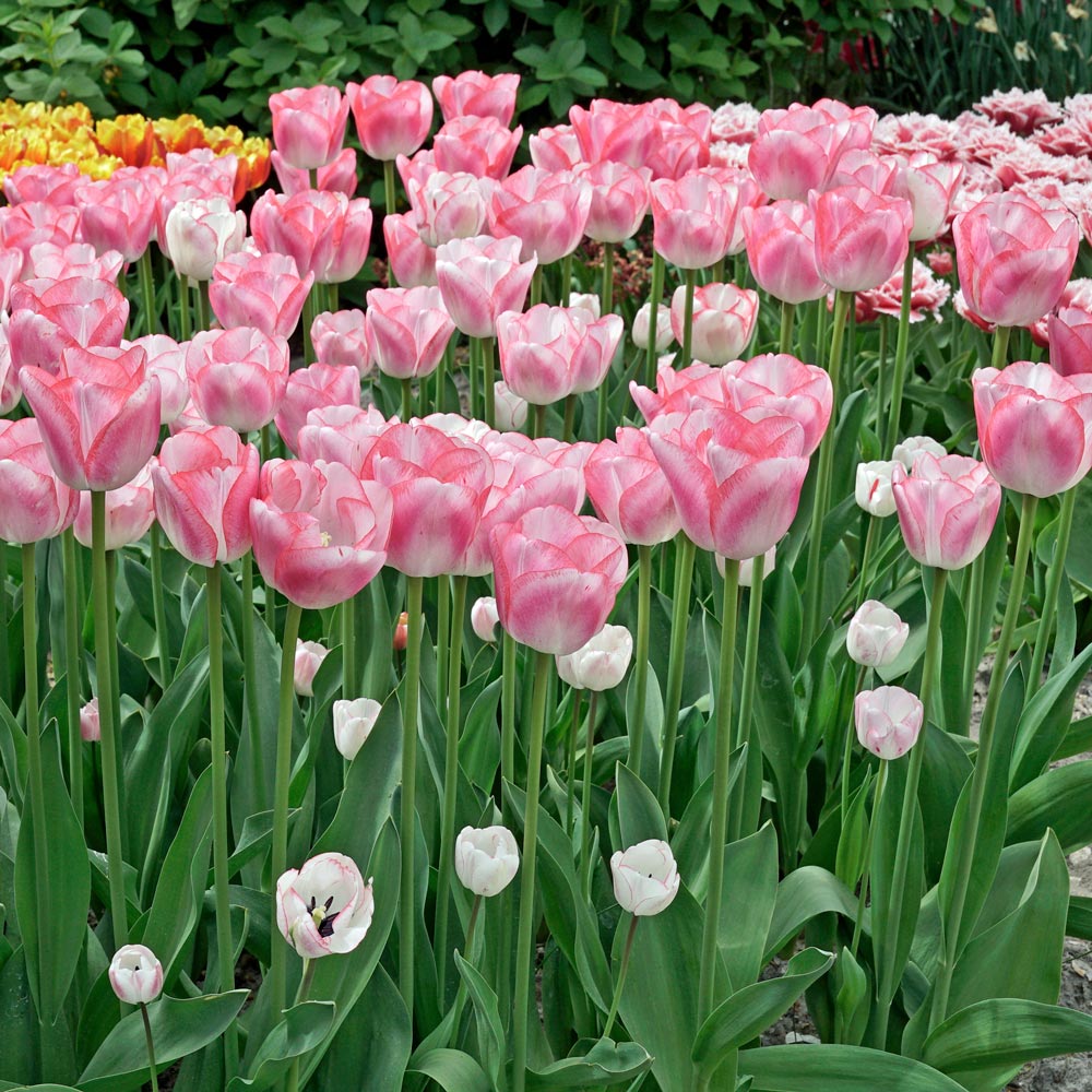 Tulip 'Hugs & Kisses' | White Flower Farm