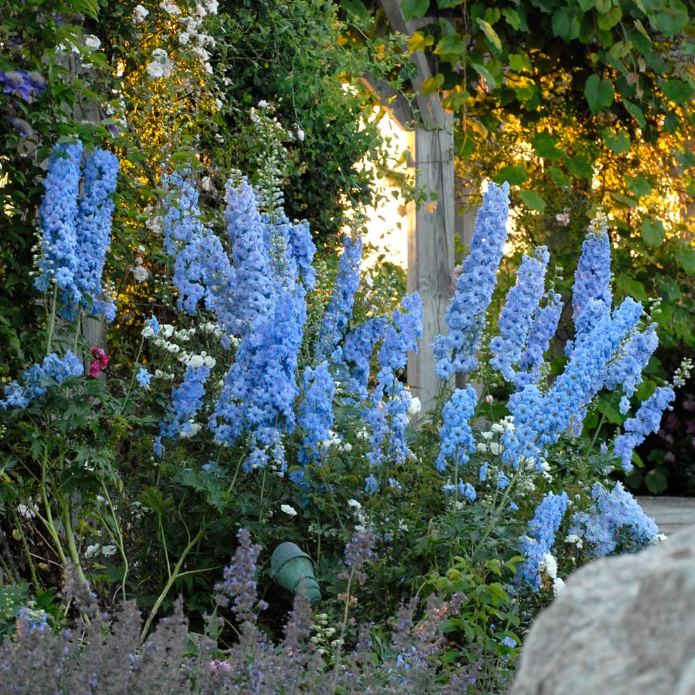 Delphinium elatum 'Blue Lace' | White Flower Farm