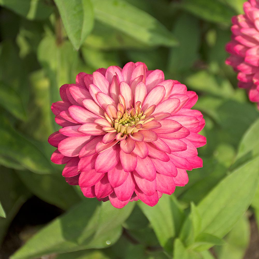 Zinnia Double Zahara® Salmon Rose | White Flower Farm