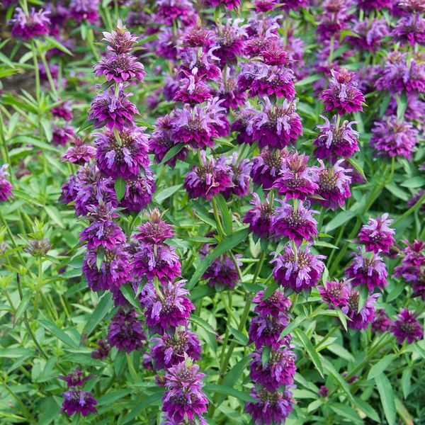 Monarda 'Bergamo' | White Flower Farm