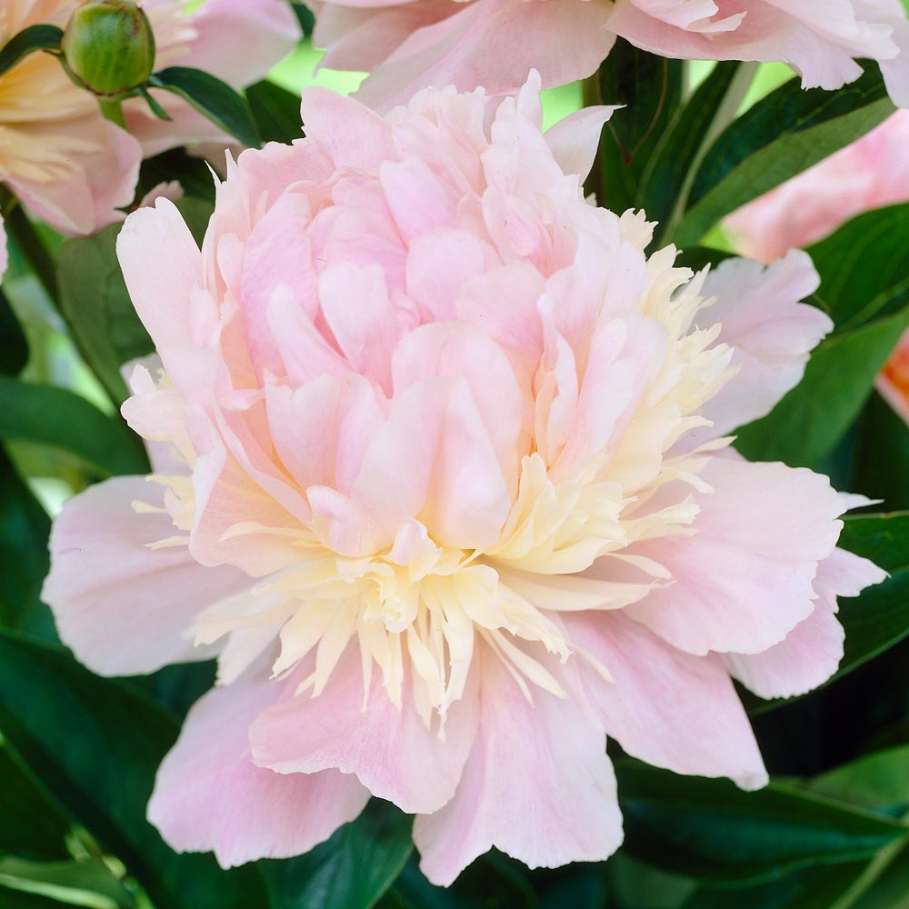 Peony 'Angel Cheeks' | White Flower Farm