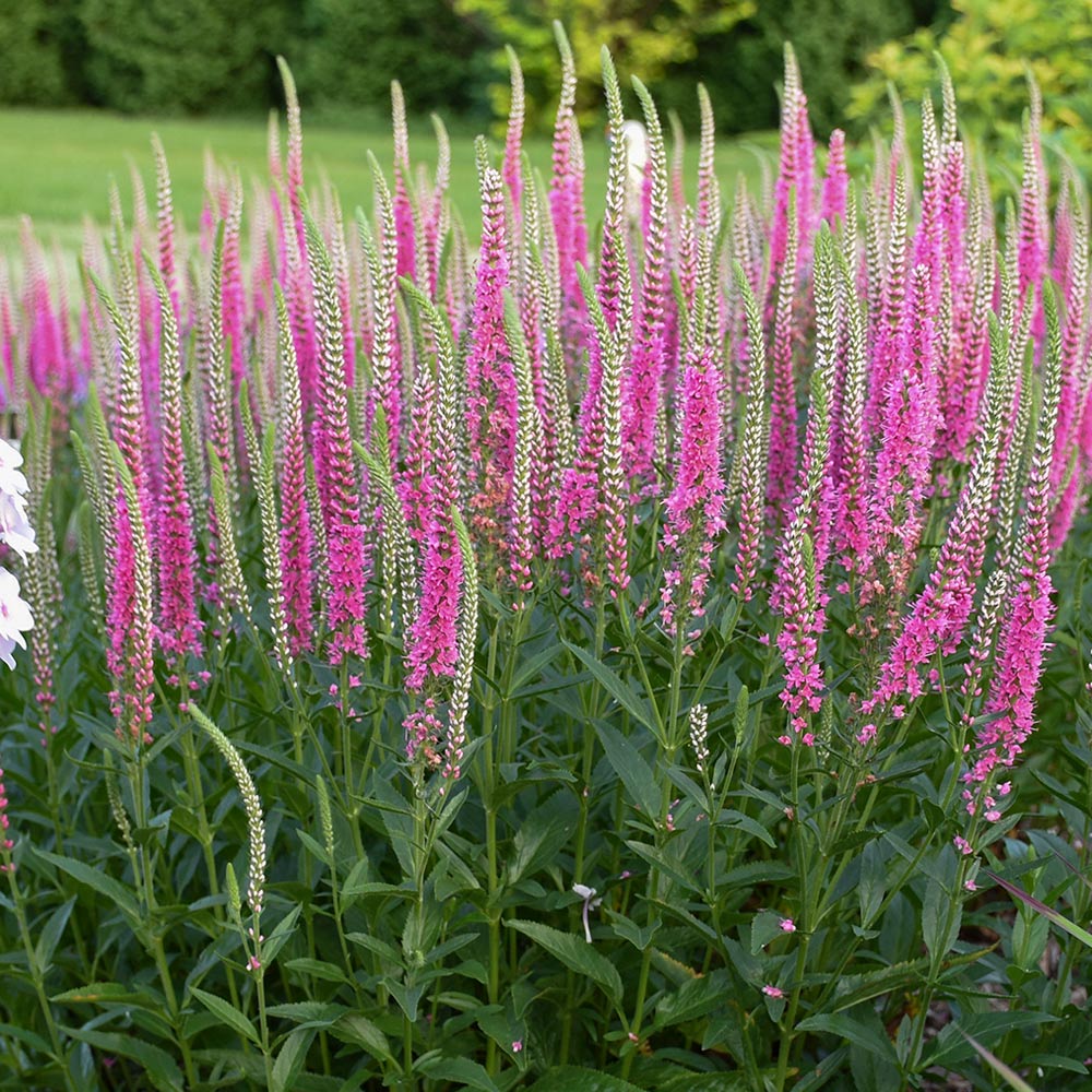 Veronica 'Perfectly Picasso' | White Flower Farm