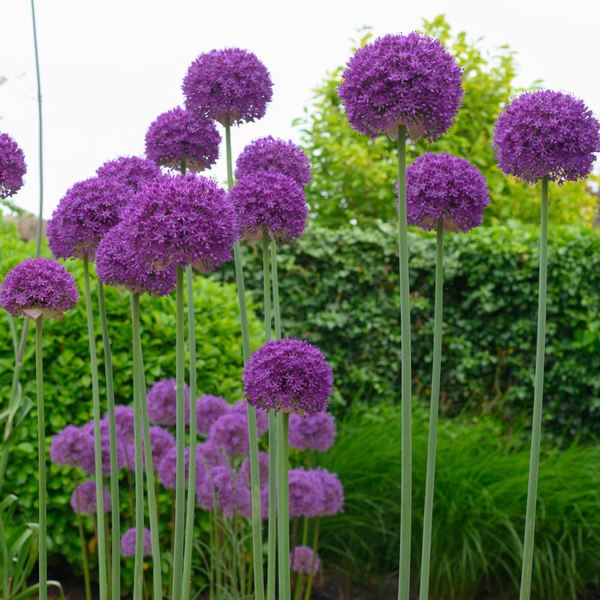 Allium 'ambassador' 