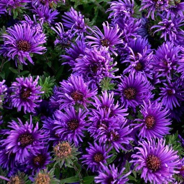 Symphyotrichum novae-angliae 'Grape Crush' | White Flower Farm