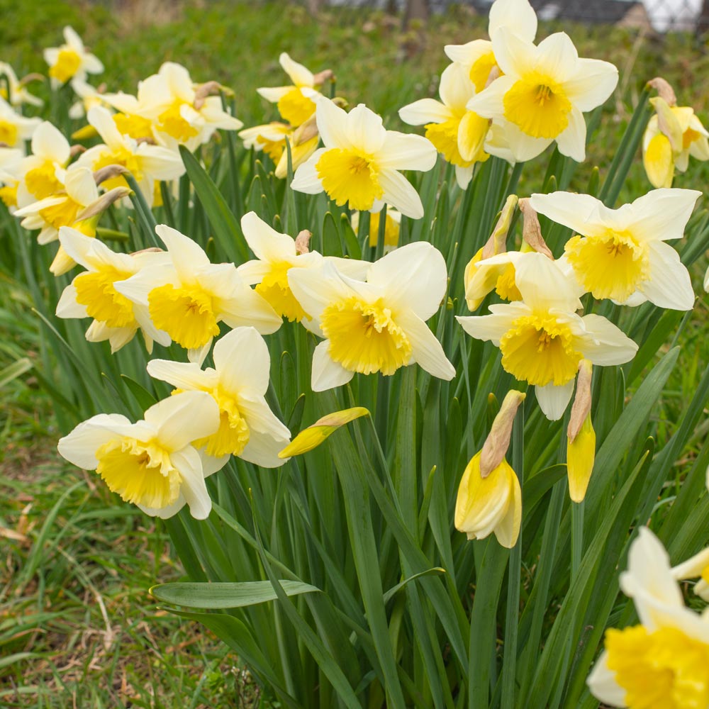 Narcissus 'Ice Follies' | White Flower Farm