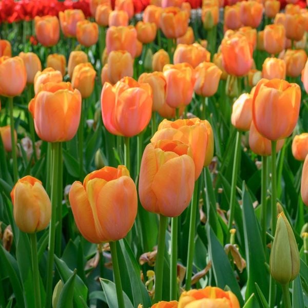 Tulip 'Dordogne' | White Flower Farm