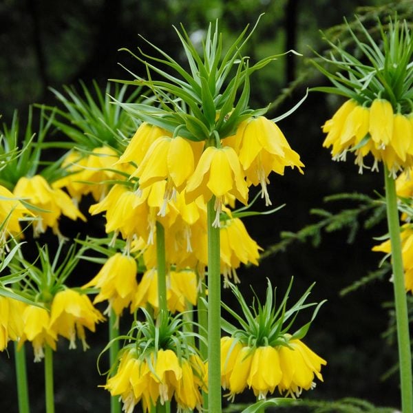 Fritillaria imperialis 'Lutea' | White Flower Farm