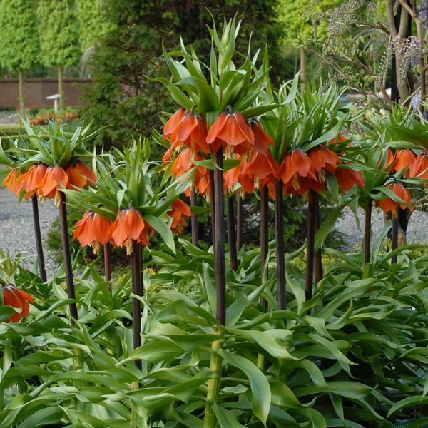 Fritillaria imperialis 'Rubra Maxima' | White Flower Farm