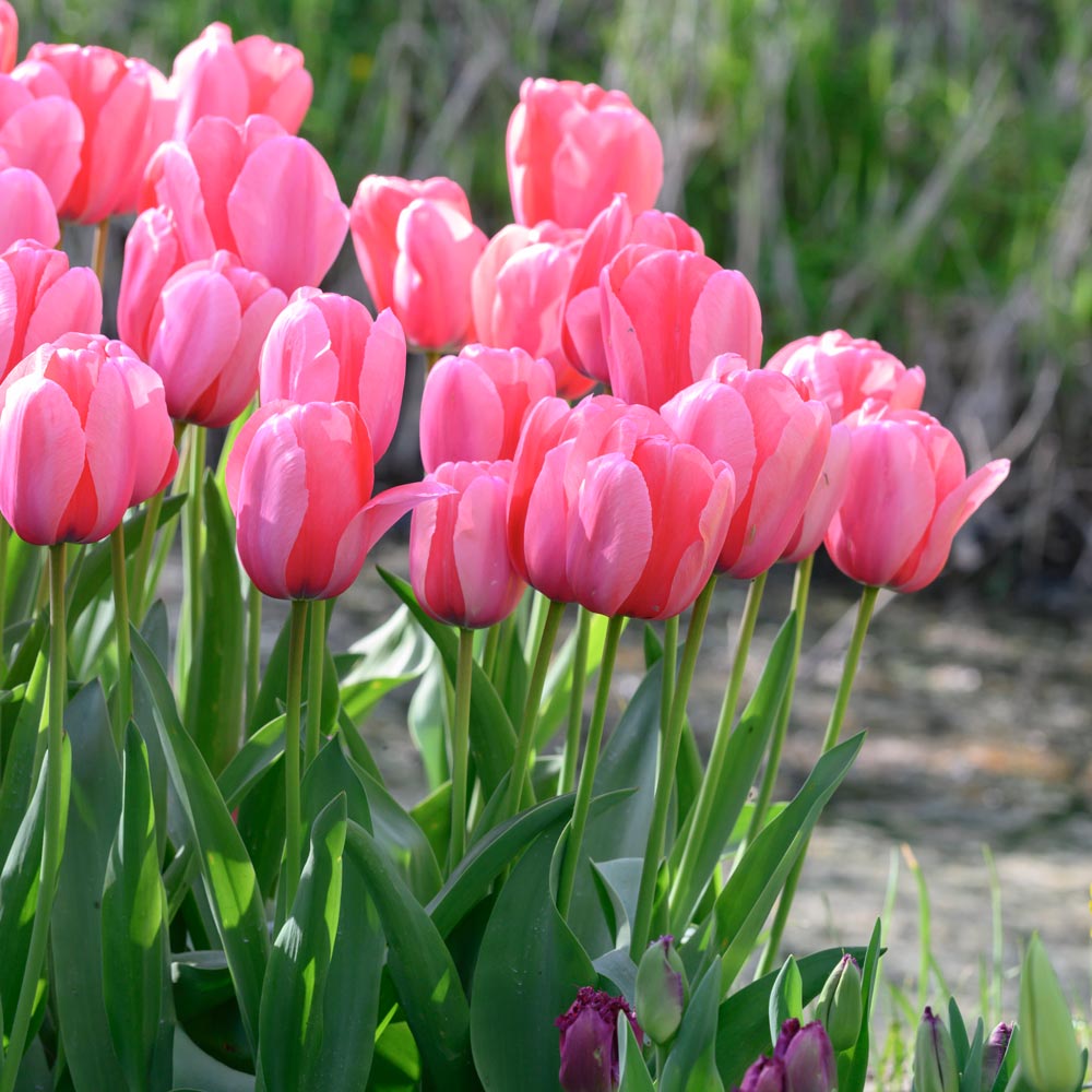 hot pink tulips