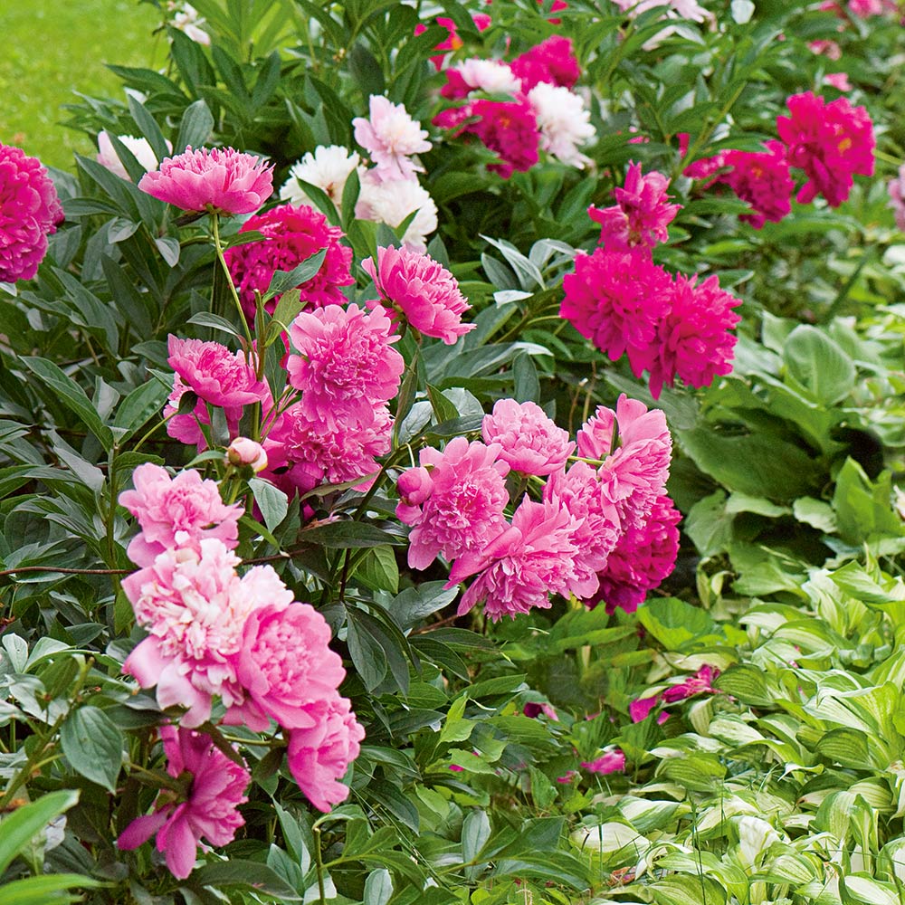 Paeonia