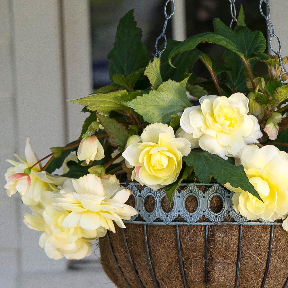Begonia 'Isabella Cascade' Blackmore & Langdon | White Flower Farm