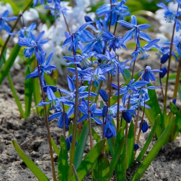 Scilla siberica | White Flower Farm