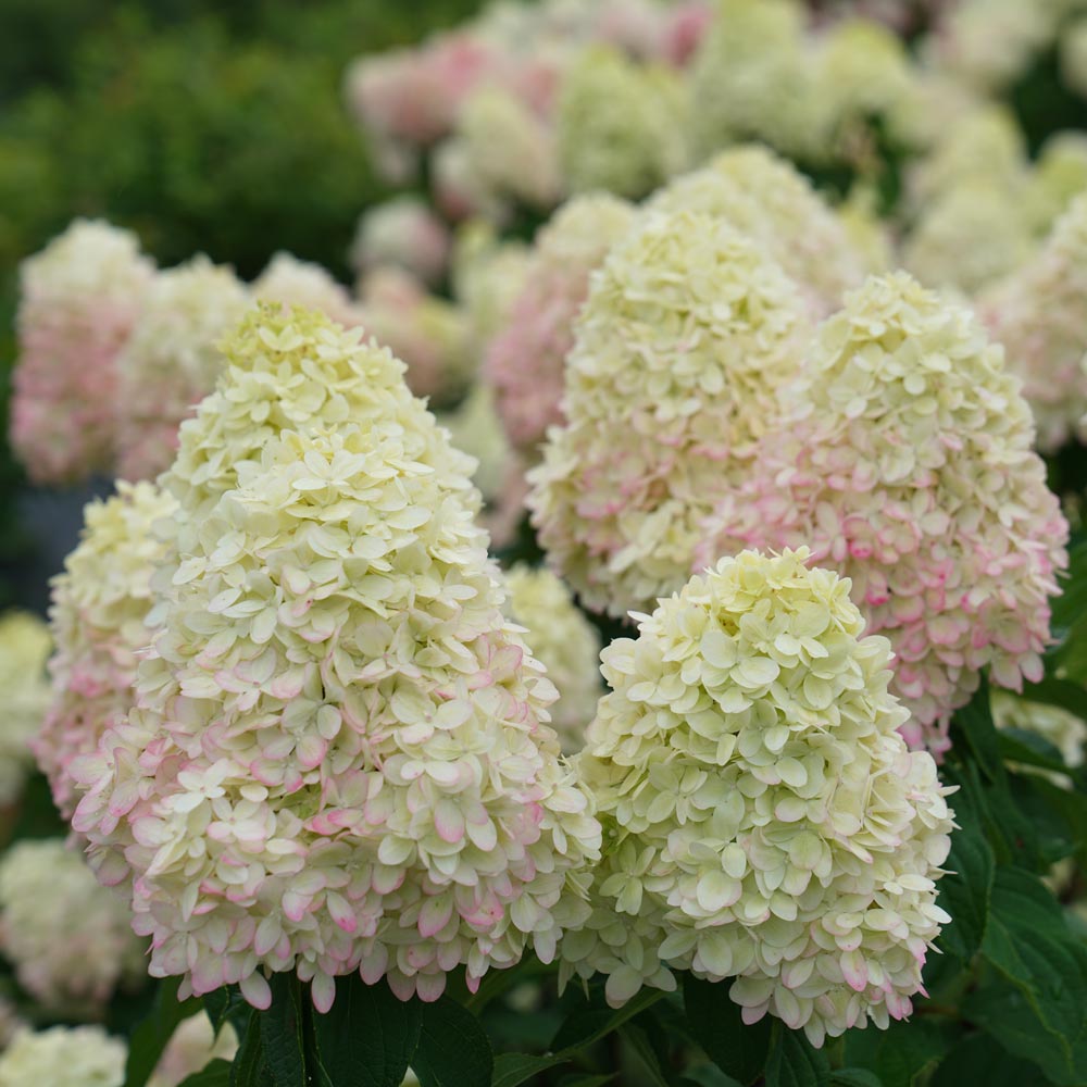 New Hydrangea Varieties White Flower Farm