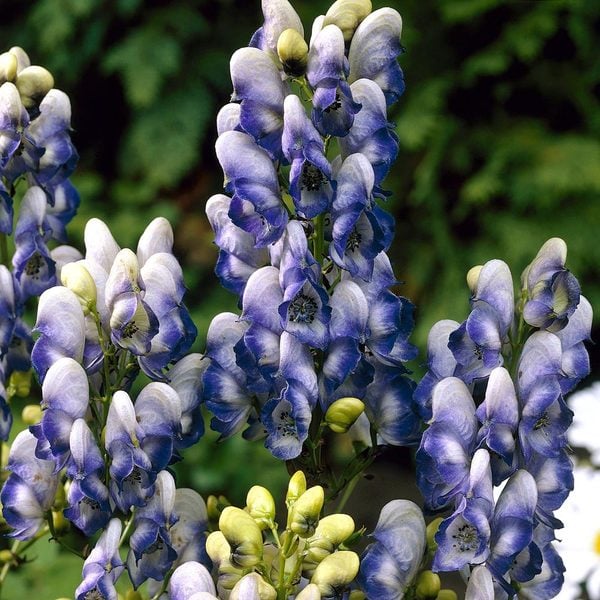 Aconitum X Cammarum 'bicolor' 