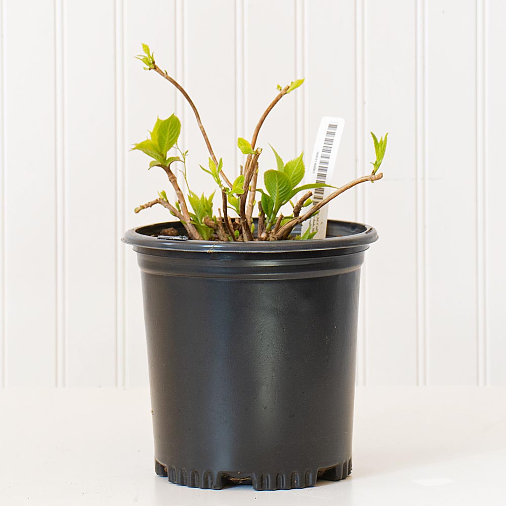 Tiny Tuff Stuff™ Hydrangea Plants for Sale
