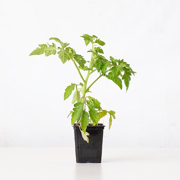 Tomato 'Green Zebra' | White Flower Farm