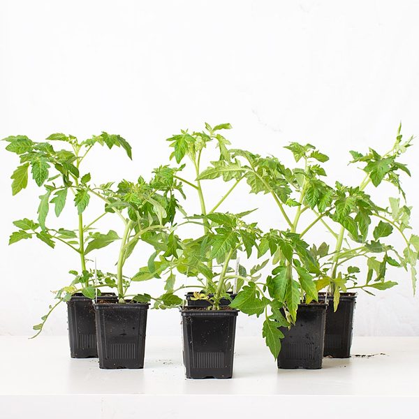 Set of 6 Heirloom Tomatoes | White Flower Farm