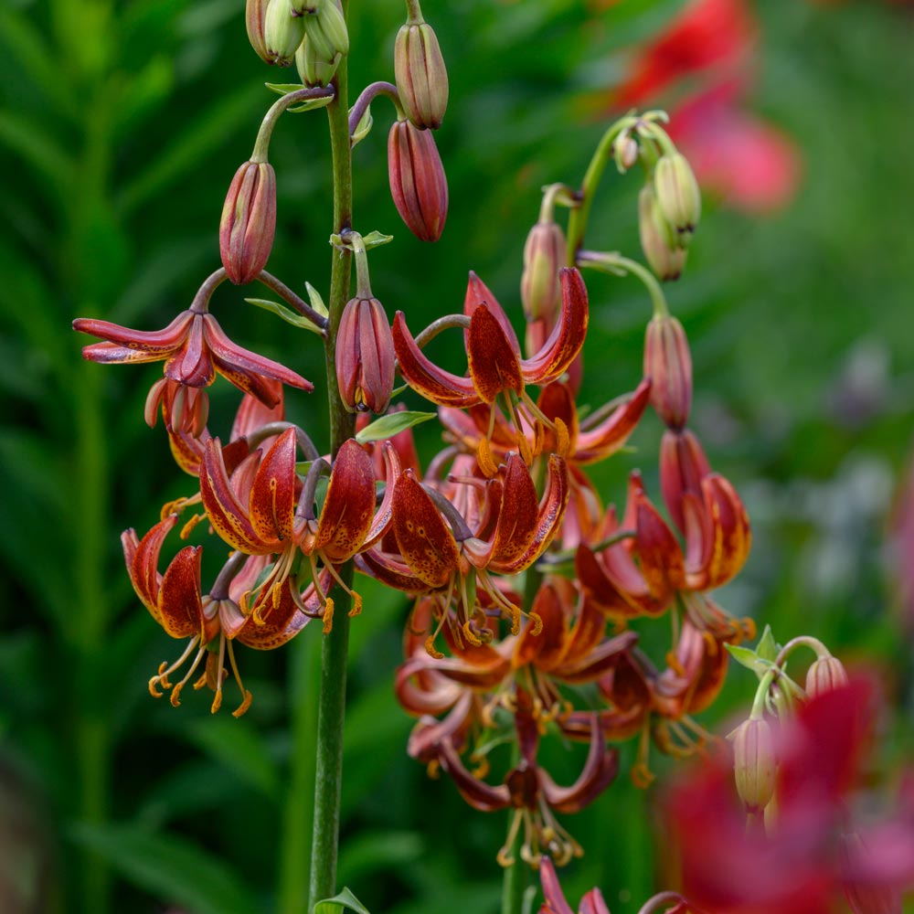 Lilium 'Arabian Knight' | White Flower Farm