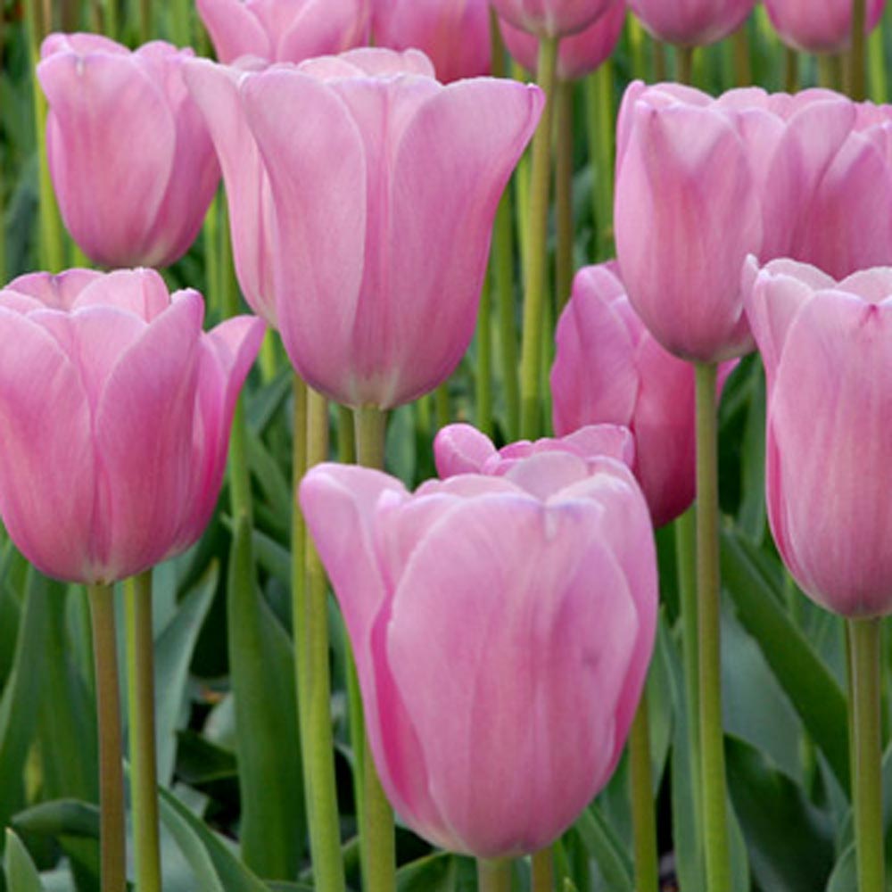 Stretch Tulip Mix | White Flower Farm