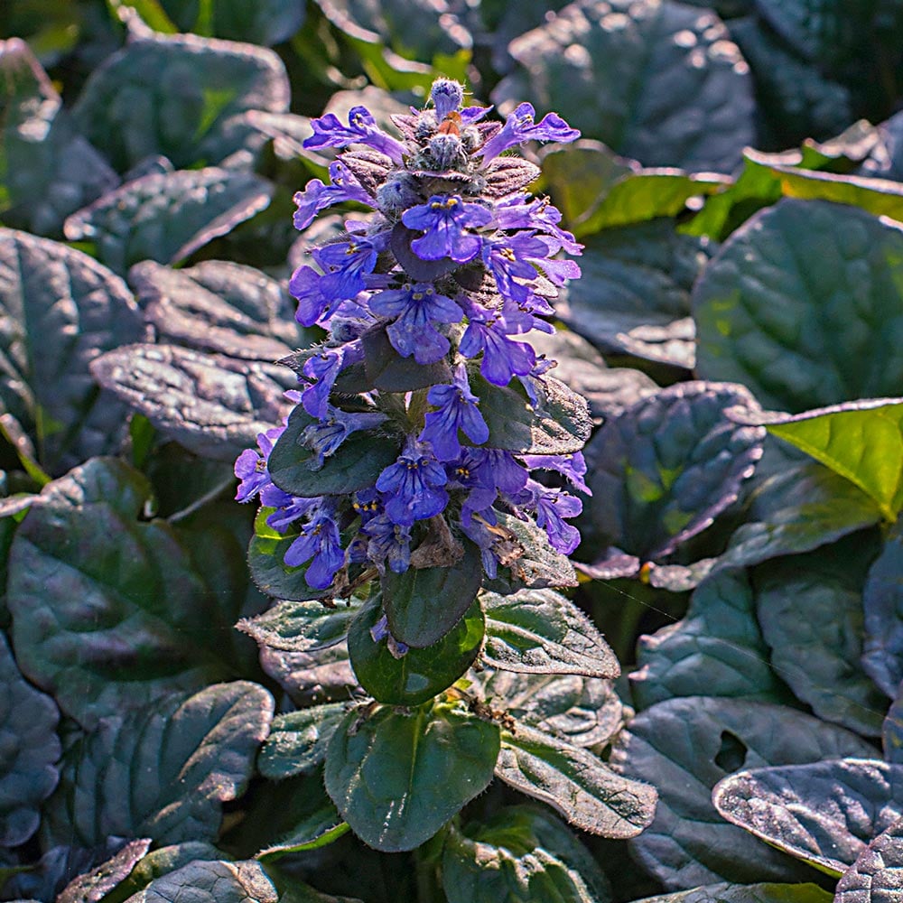 Ajuga reptans Catlin's Giant | White Flower Farm