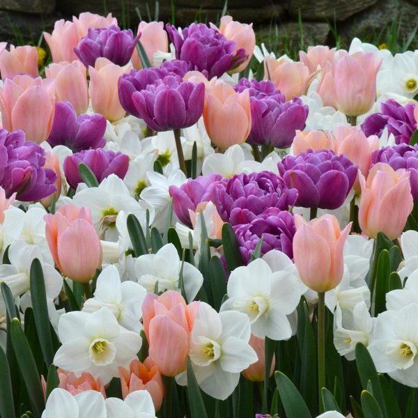 Diamonds & Pearls Tulip & Daffodil Collection | White Flower Farm