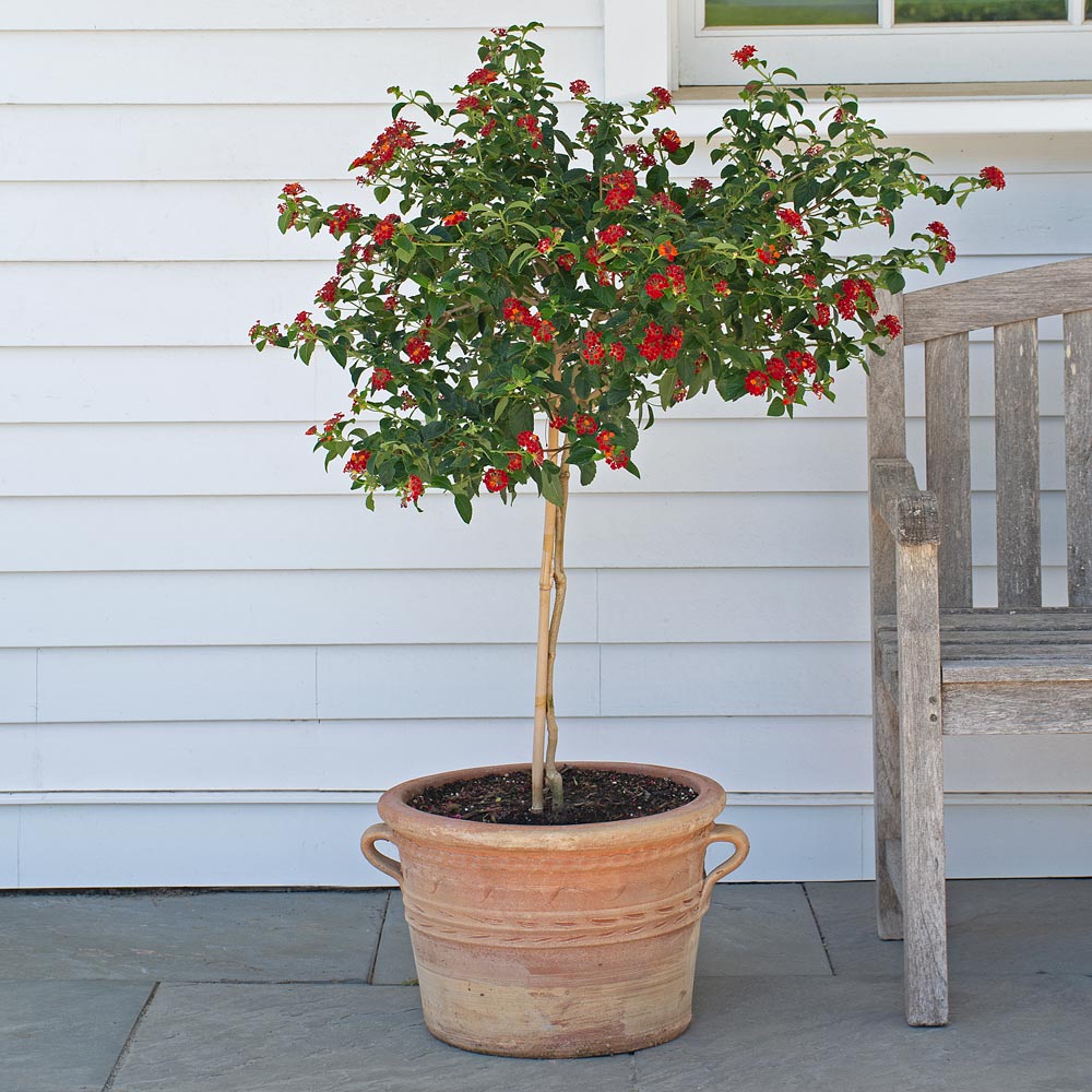 Everyday Celebrating: DIY: Strawberry tree in urn