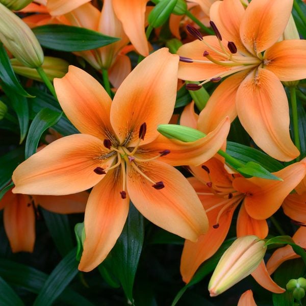 Lilium 'Sunset Boulevard' | White Flower Farm