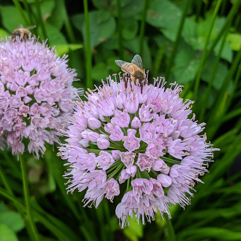 Allium 'Summer Beauty' | White Flower Farm