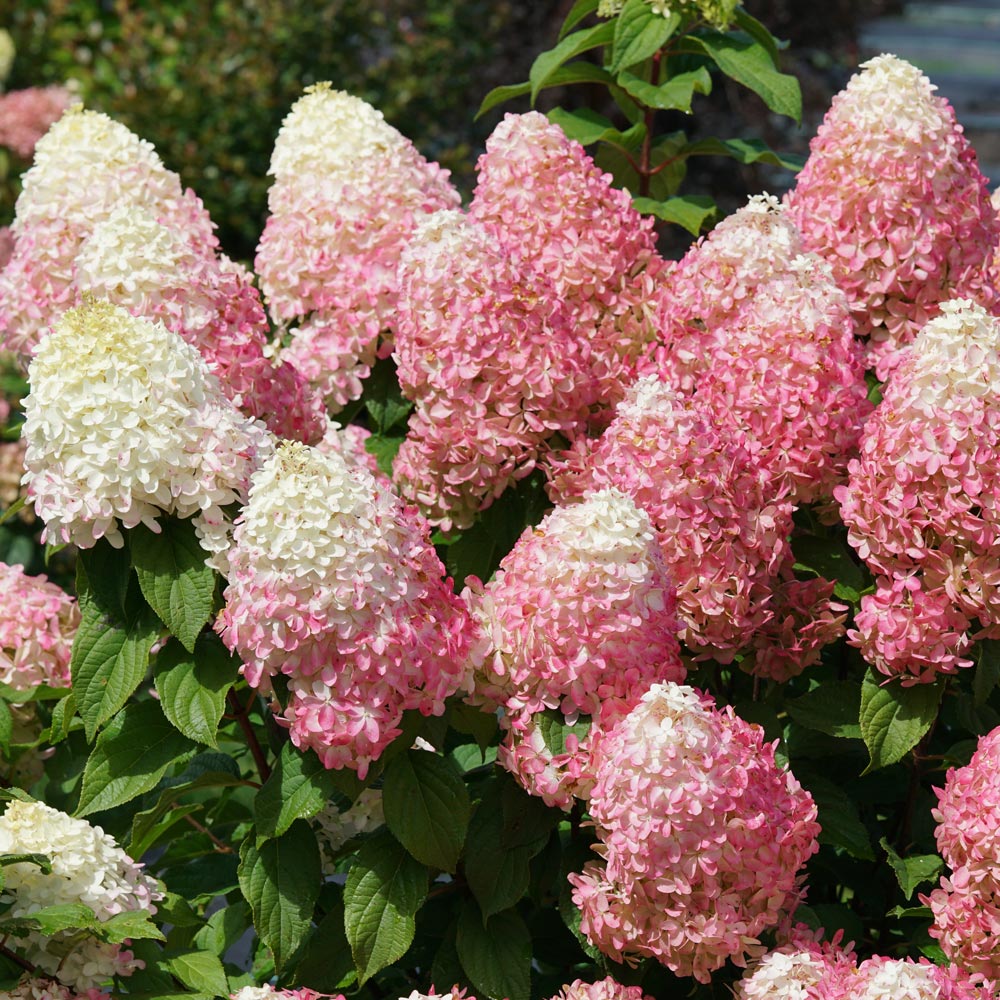 Hydrangea paniculata Quick Fire Fab® | White Flower Farm