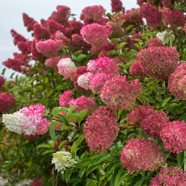 Hydrangea paniculata Berry White® | White Flower Farm