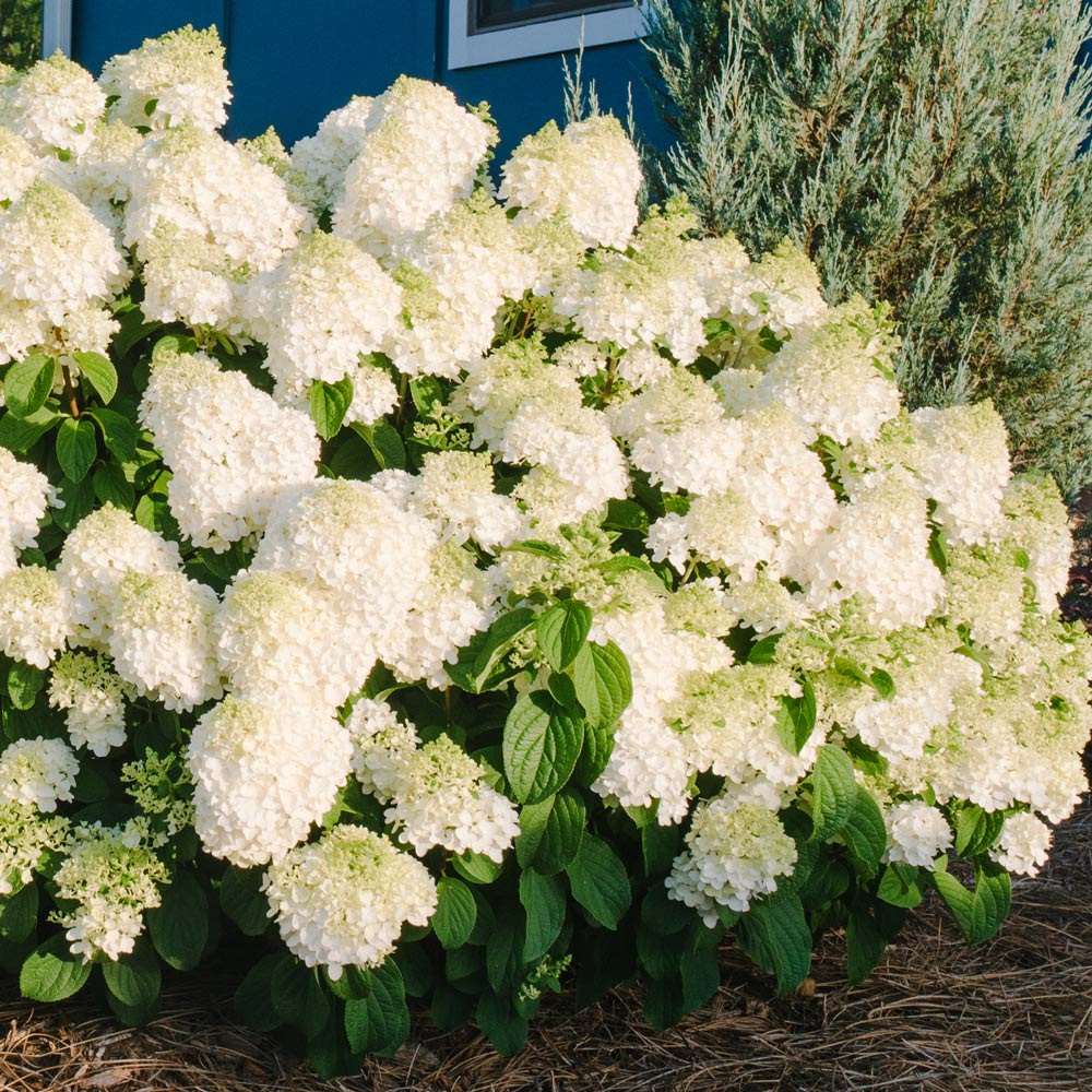 How to Dry Hydrangea Blooms Perfectly Every Time - My Sweet Home Living